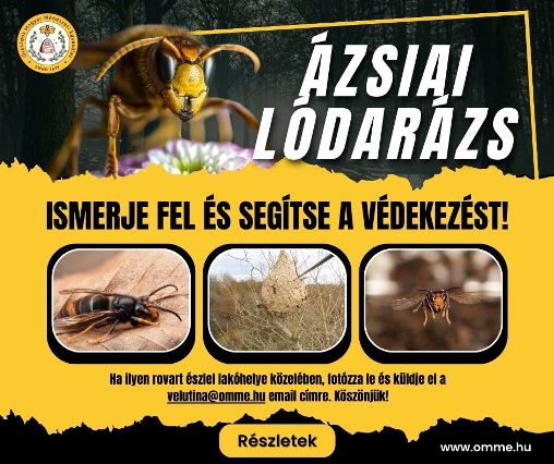 ázsiai lódarázs - darázsirtás